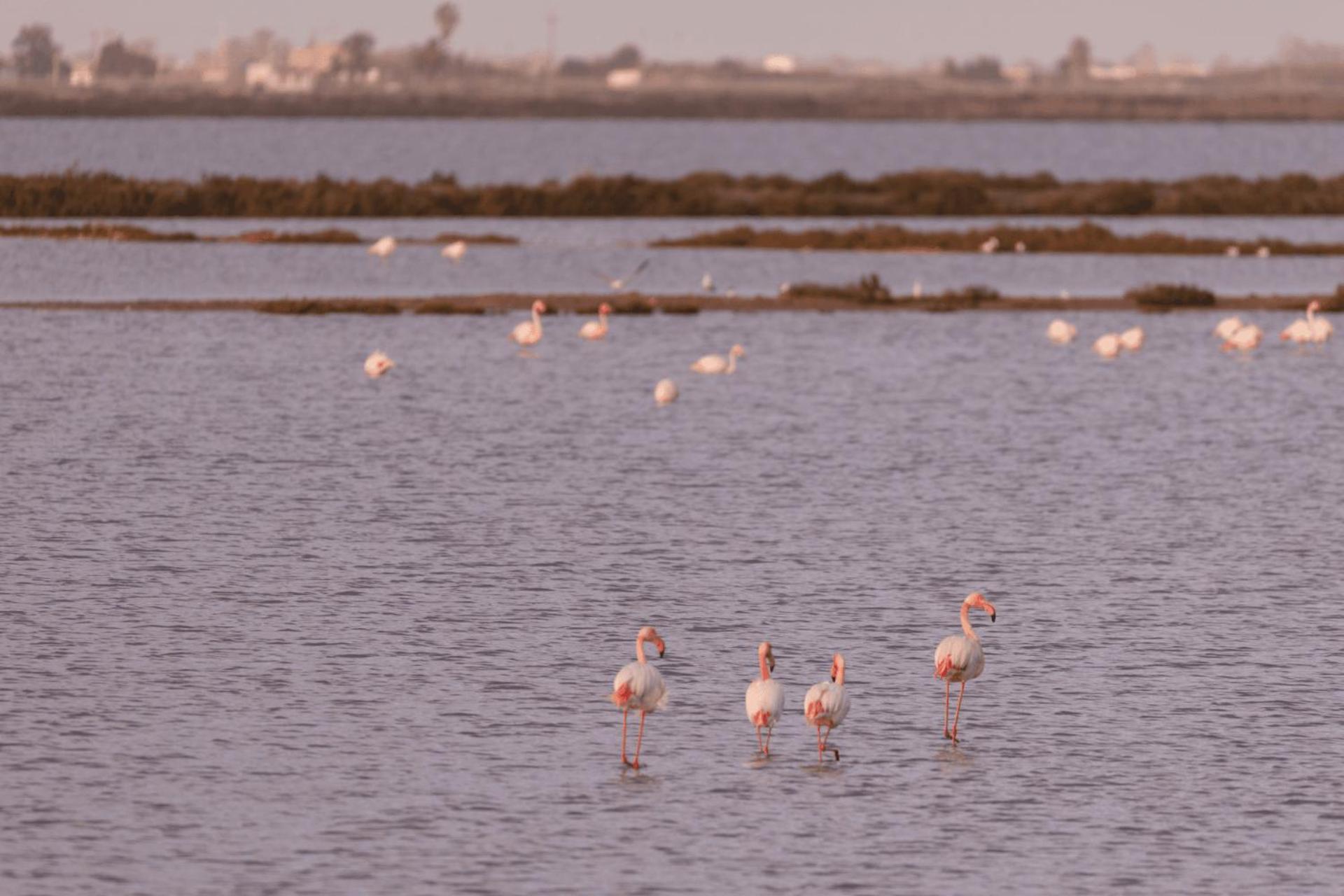 Kampaoh Delta Del Ebro Hotel El Poble Nou del Delta Kültér fotó